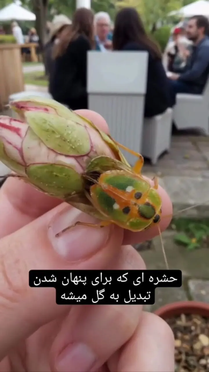 حشره ای که برای پنهان شدن تبدیل به گل می‌شود!