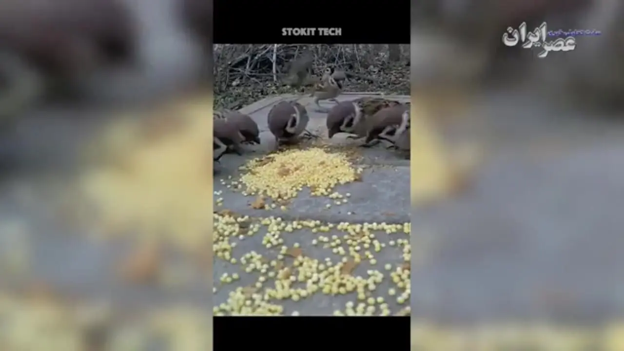 ارتباط عجیب گنجشکها با قحطی بزرگ چین / ۴۵ میلیون نفر کشته شدند