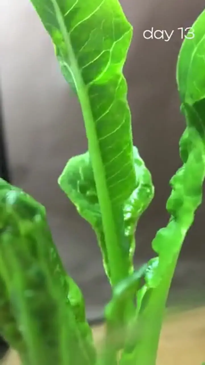 آموزش کاشت کاهو با ته کاهو