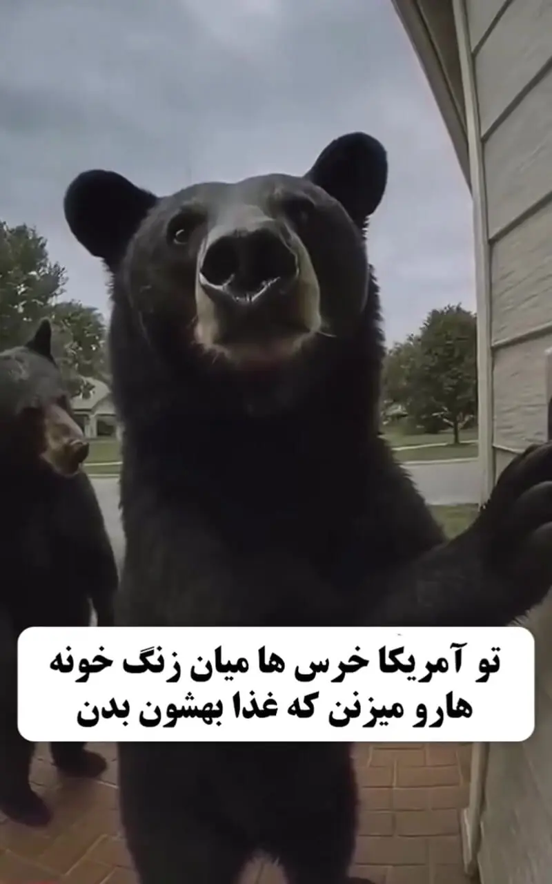 مودب‌ترین خرس‌های دنیا در آمریکا؛ زنگ در را می‌زنند و غذا می‌خواهند!