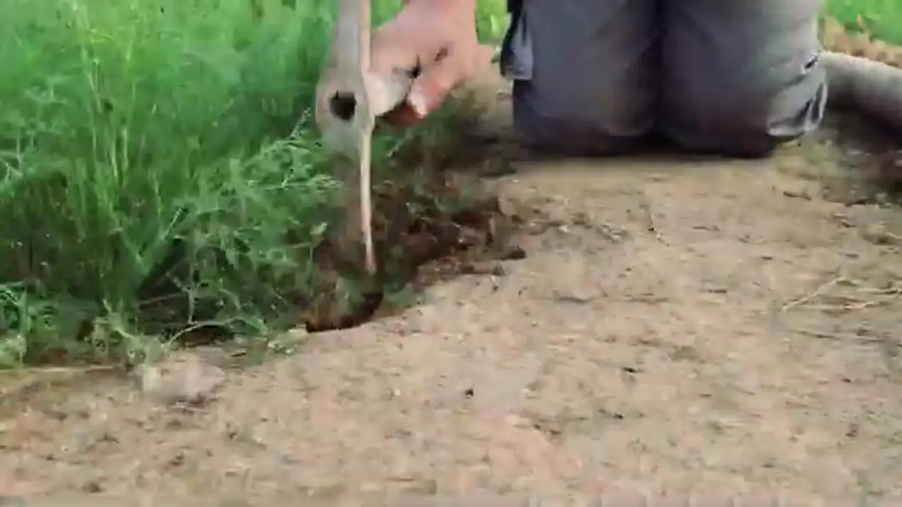 آموزش کاشت تربچه در باغچه در کمتر از ۱۰ روز