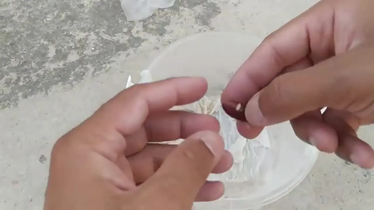 نحوه کاشت درخت خرما در گلدان
