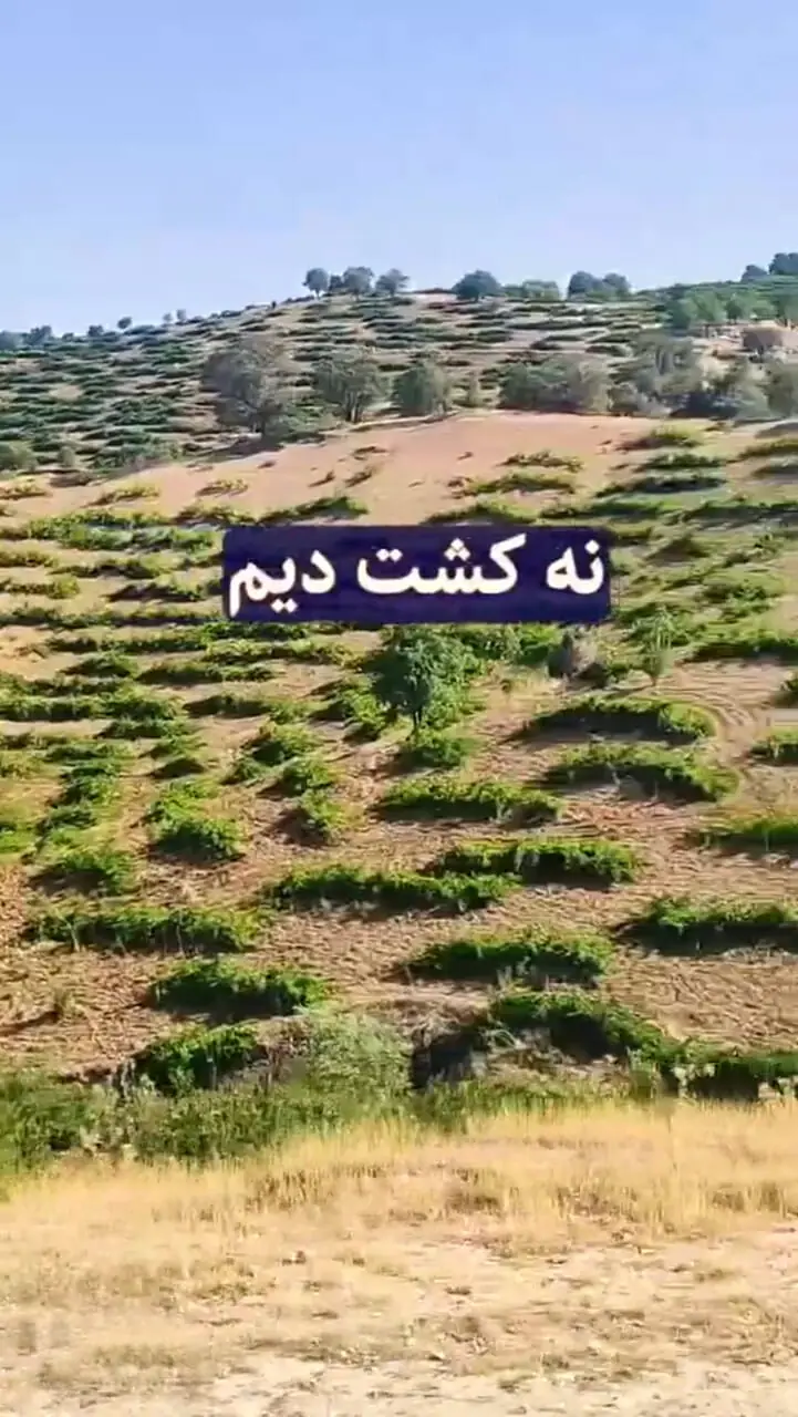 کاشت هندوانه در کویری که آب ندارد