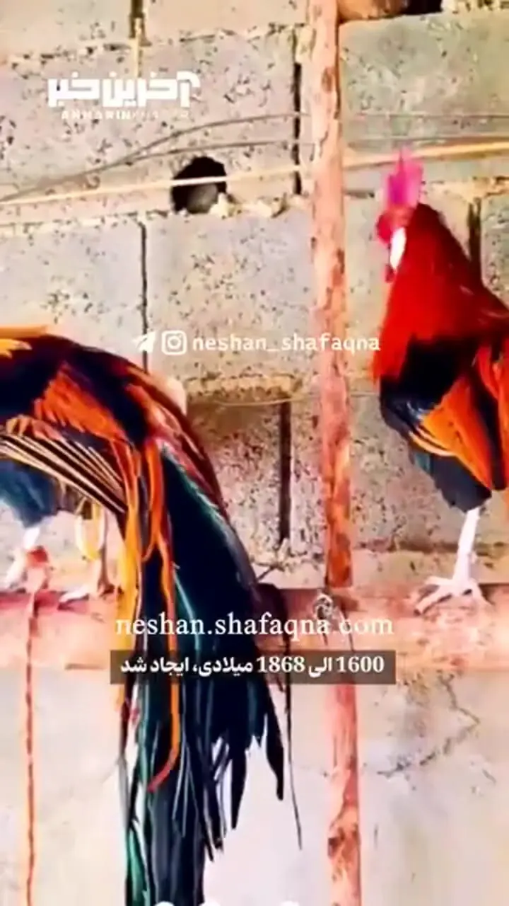 خروس عجیب با دم شش متری