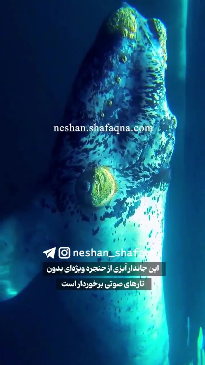 با آهنگساز مرموز اقیانوس‌ها بیشتر آشنا شوید/ وال‌های گوژپشت؛ غول‌های آوازخوان اقیانوس