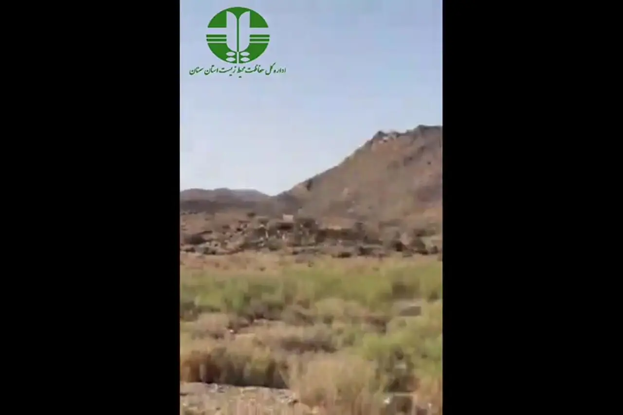 مشاهده هم‌زمان ۵ یوزپلنگ آسیایی در پارک ملی توران