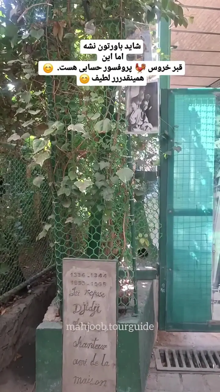 ماجرای خروسی که در خانه دکتر حسابی دفن شد!