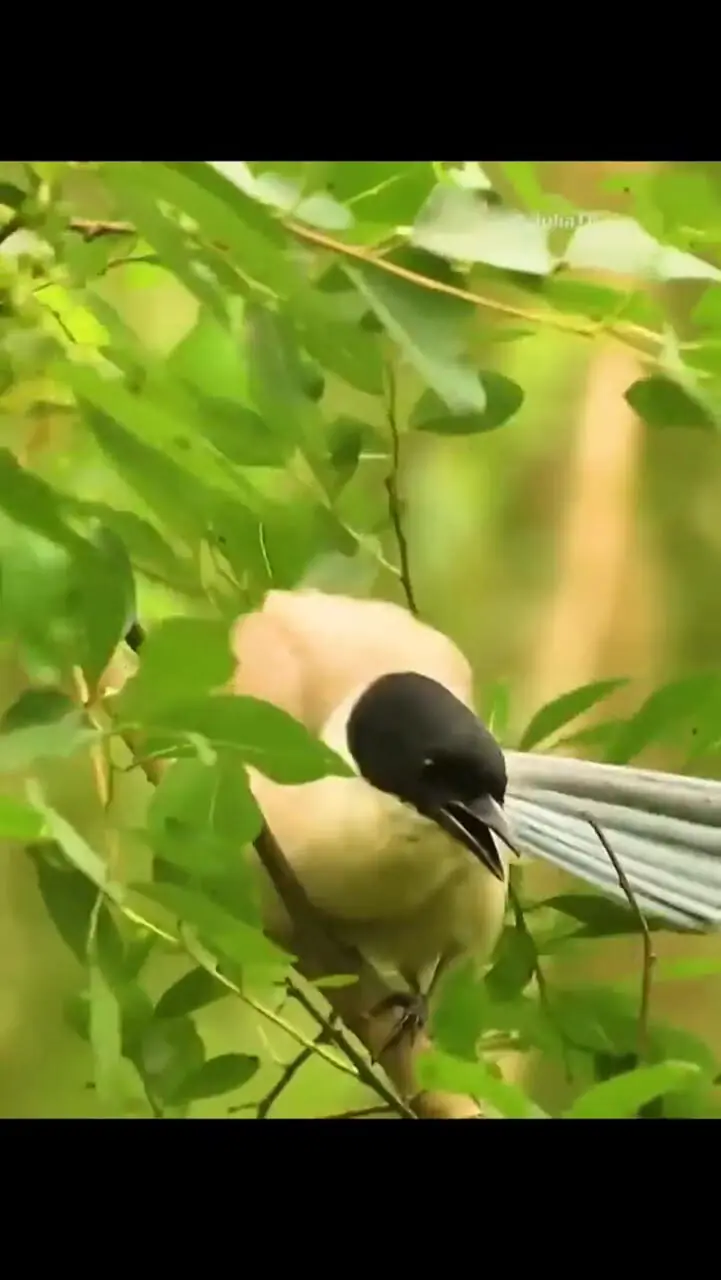پرنده مادر با شجاعت جوجه خود را از خطر مار نجات داد